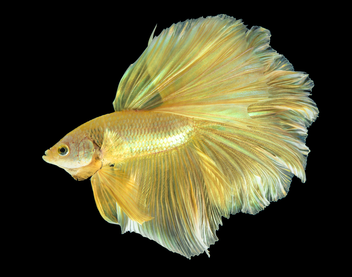 emmybetta betta thailand sell